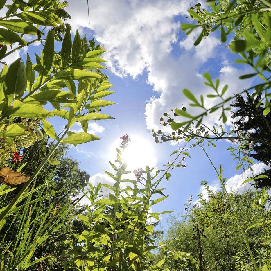 A Berlin garden of flavorsome herbs revives a monastic health tradition from the Middle Ages